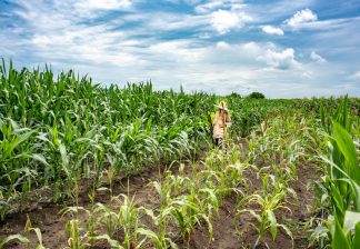 African-Innovations-in-Agriculture